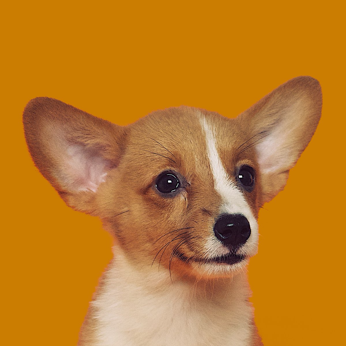 Andrew J. Hamilton tweet media