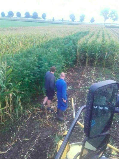 RoIIBlunts's tweet photo. The corn looks weird this year...

Photo credit to Reddit user maltatax https://t.co/44x1ihfuLj