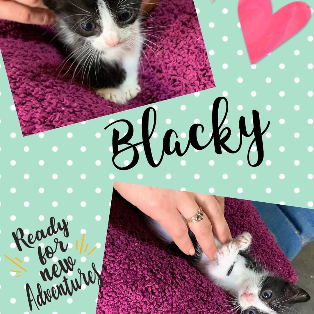 AsocGdeGato's tweet photo. En adopción, ya está preparado para tener una familia https://t.co/sdtuKncelm