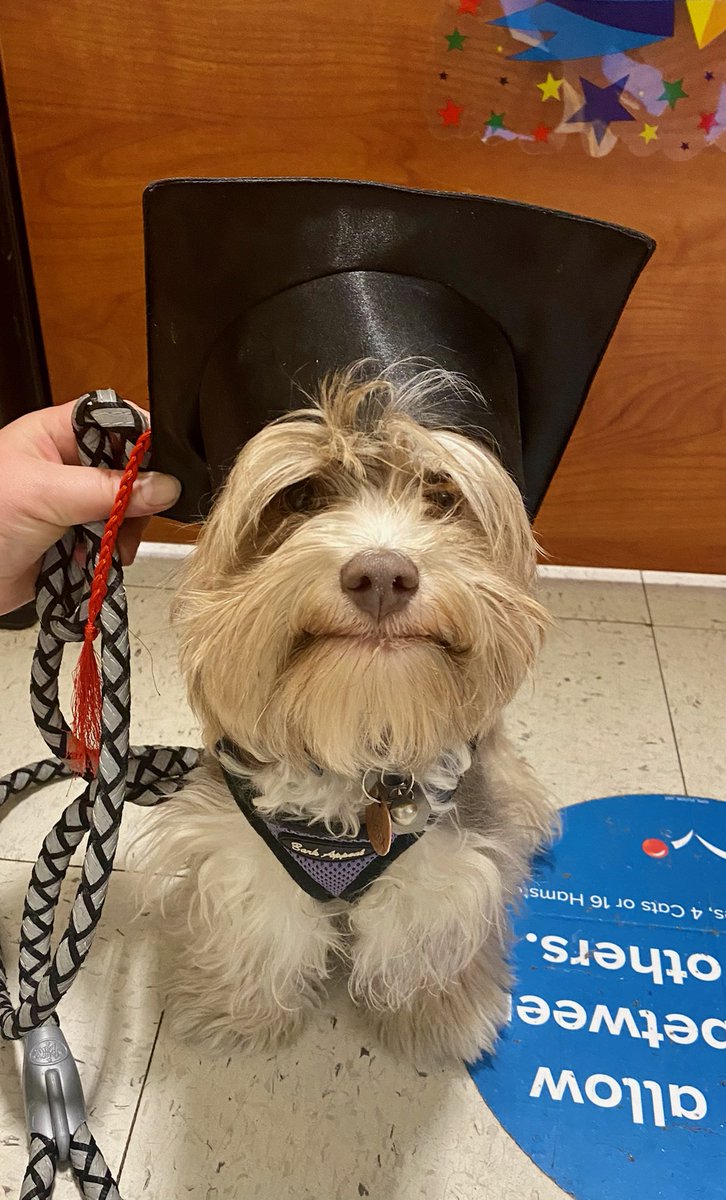 FenixPerrito's tweet image. I graduated last night from puppy kindergarten! #puppy #DogsofTwittter