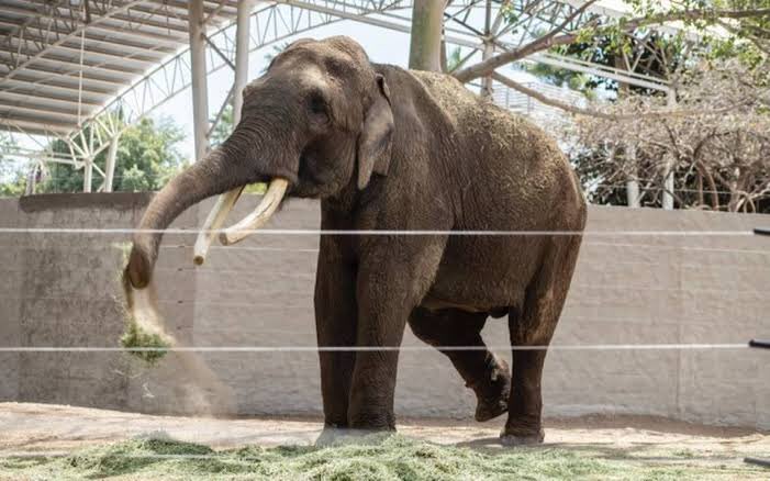 cinemetralleta's tweet photo. Liberen a Ramón alias big boy, regrésenlo a donde estaba que tenía todo lo que necesitaba. Lastimosamente Ramón regresó al circo, al circo de este payaso llamado Arturo Islas. #FreeBigBoy https://t.co/O2IJUfczGm