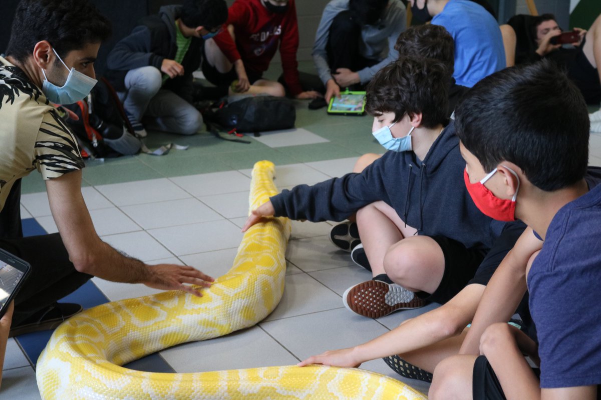 Carrollisd's tweet photo. Farewell, Rosie! After 15 years at Dawson Middle School, Rosie the Albino Burmese Python is retiring and moving to the Abilene Zoo! #OnceADragon #AlwaysADragon https://t.co/U0TmUzqeVg
