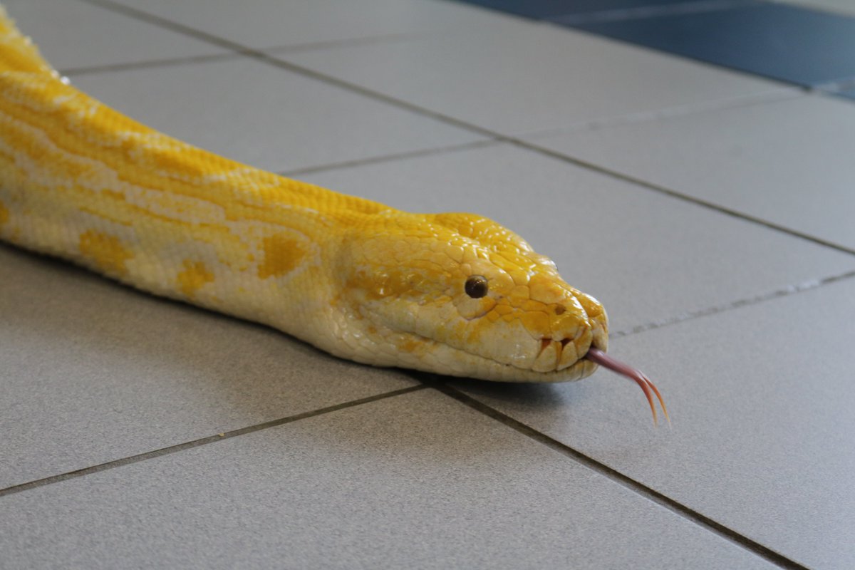 Carrollisd's tweet photo. Farewell, Rosie! After 15 years at Dawson Middle School, Rosie the Albino Burmese Python is retiring and moving to the Abilene Zoo! #OnceADragon #AlwaysADragon https://t.co/U0TmUzqeVg