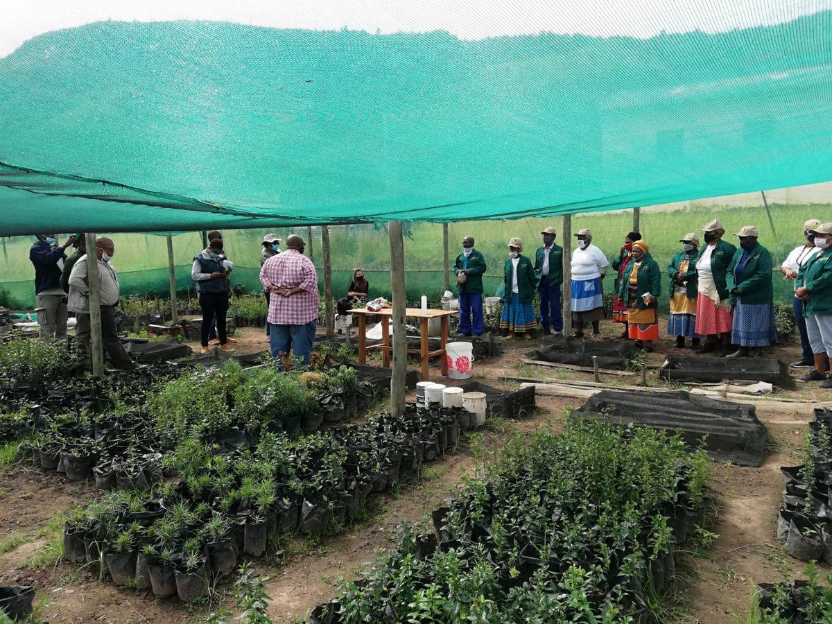 ForestJessSA's tweet photo. @restoreforward @mariccota @GlobalLF @CIFOR @siya_sokomani @suechomba @TimChristo @dewittsean @WRIBrasil @YIL_Initiative Members of government forest department meet members of community-run nursery, an initiative of the #capeparrotproject, in the Amathole District of the Eastern Cape, South Africa. Community members grow indigenous trees which are bought and planted in degraded forests. https://t.co/SDzRpKRIvj