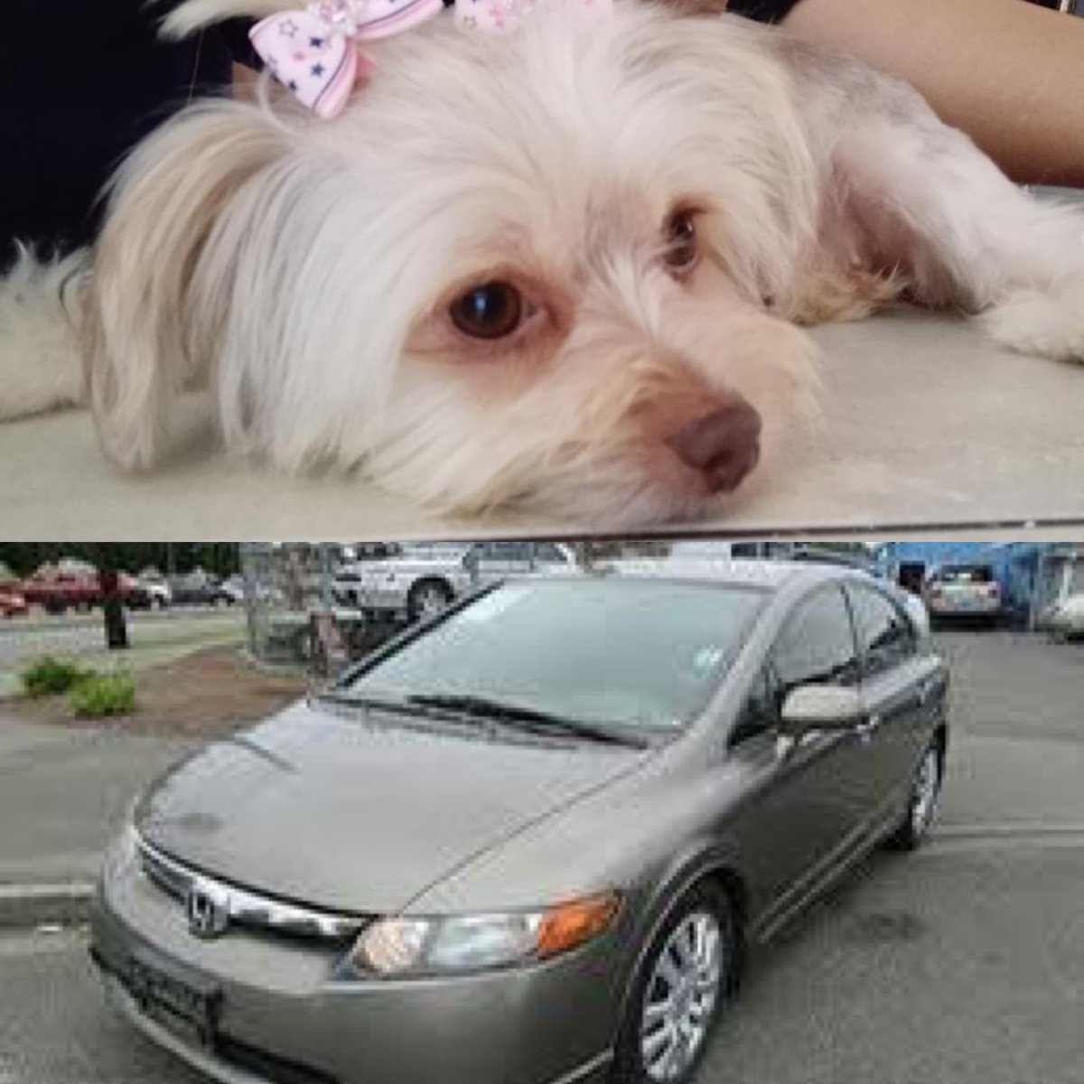 Exclusive! Car stolen with a beloved dog inside after a trip to the store for groceries. The owner is making a desperate appeal to the public to help reunite her with the Yorkie/Chihuahua mix. Police are searching for a gray 2004 Honda Civic w/ FL plate I-Y-L-J-6-8. <a href="/WPLGLocal10/">WPLG Local 10 News</a>