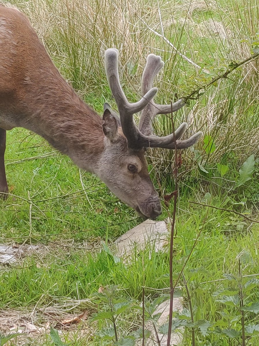 Who needs a lawnmower when you have these beautiful creature's in your garden 😁