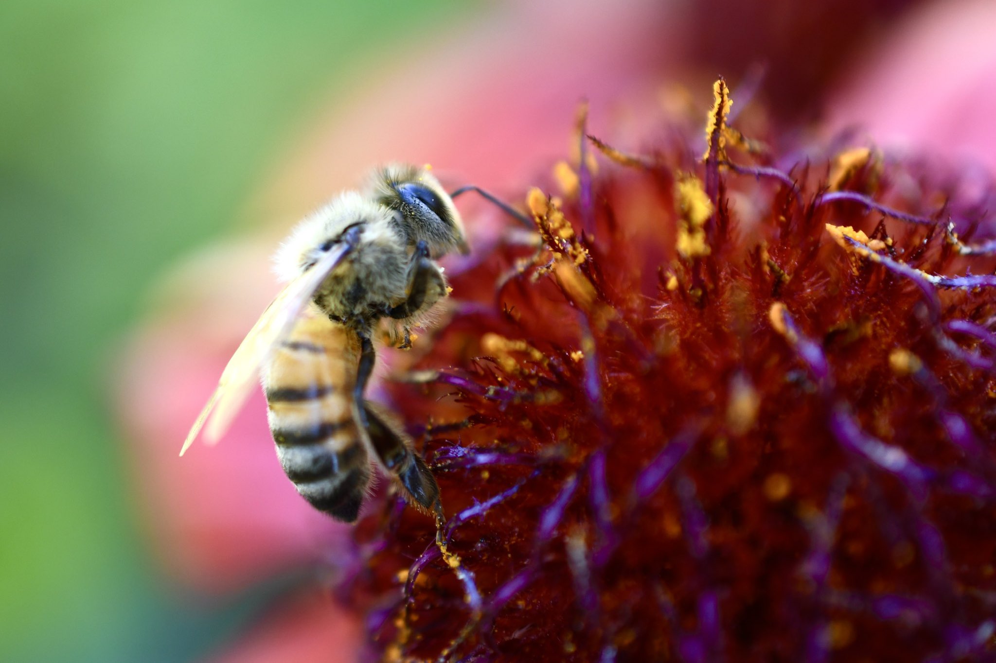 c Earth Happy Worldbeeday From The Metallic Colours Of The Neon Cuckoo Bee To The Humble Bumble Bee There Are Over 000 Known Species Of Bee Throughout The World