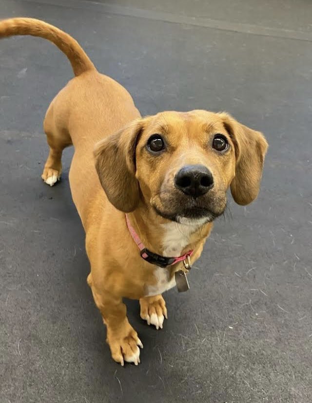 Butterscotch has never met a toy she couldn’t destroy. #TMobilePets <a href="/TMobile/">T-Mobile</a>