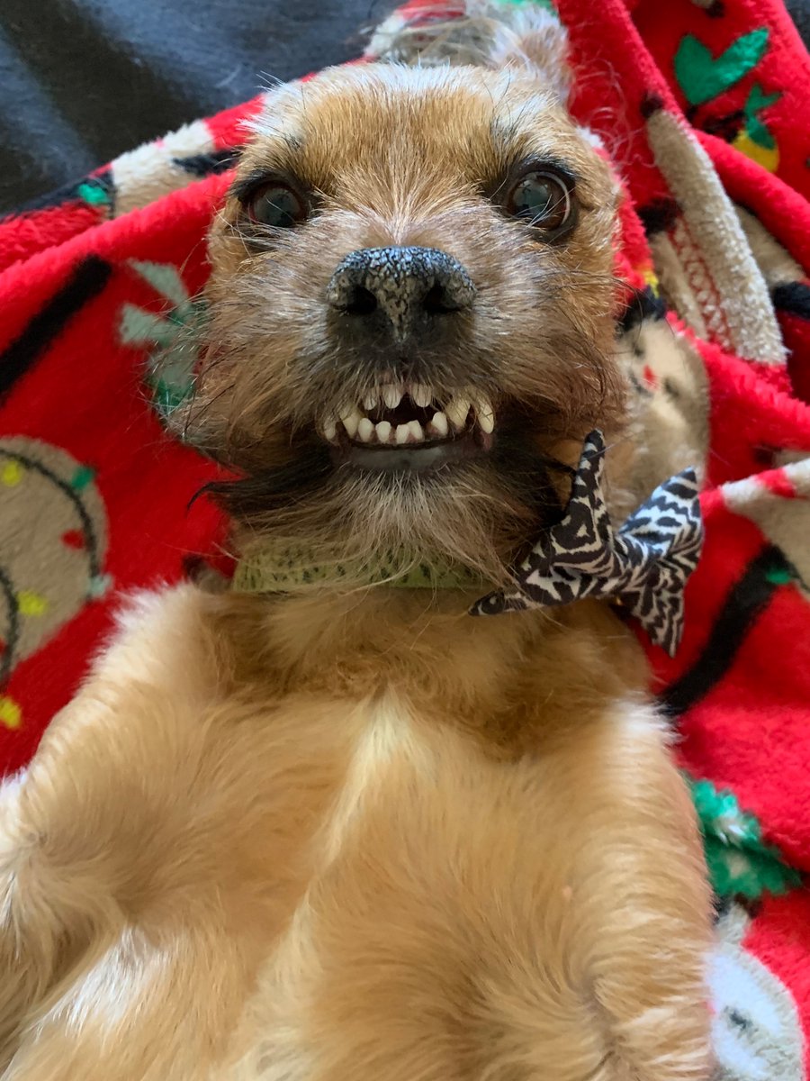 Susan_Harps's tweet photo. Happy #NationalRescueDogDay Cooper is still smiling about his rescue. https://t.co/ayM7cAnvSz