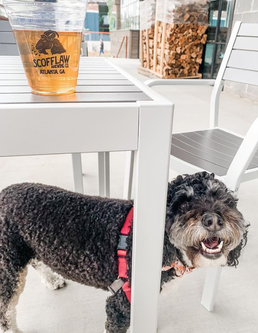 theworksatl's tweet photo. Bring the whole fam (fur family included) for a brew sip sesh. Your pups are always welcome on patios and outdoors at #TheWorksATL, including the covered patios at Dr. Scofflaws and Chattahoochee Food Works. [📷: maizy_theminibernedoodle] https://t.co/HRlAUuuFNb https://t.co/MCYchRhJV4