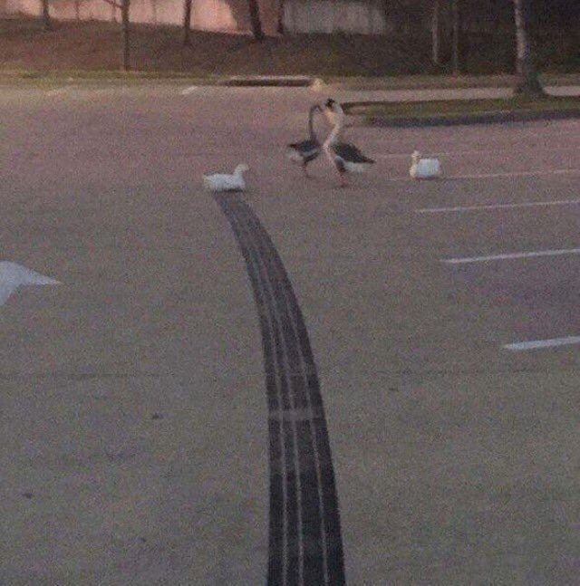Sssnakeepit's tweet image. how fast was that duck going