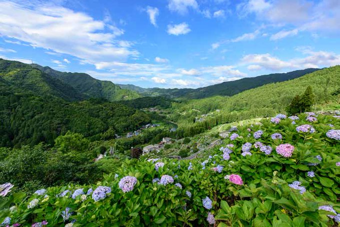 愛媛県の紫陽花 あじさい 見どころ名所スポット一覧 新宮 西条 新居浜 出石寺 オレンジ７ 超望遠フォトブロガー