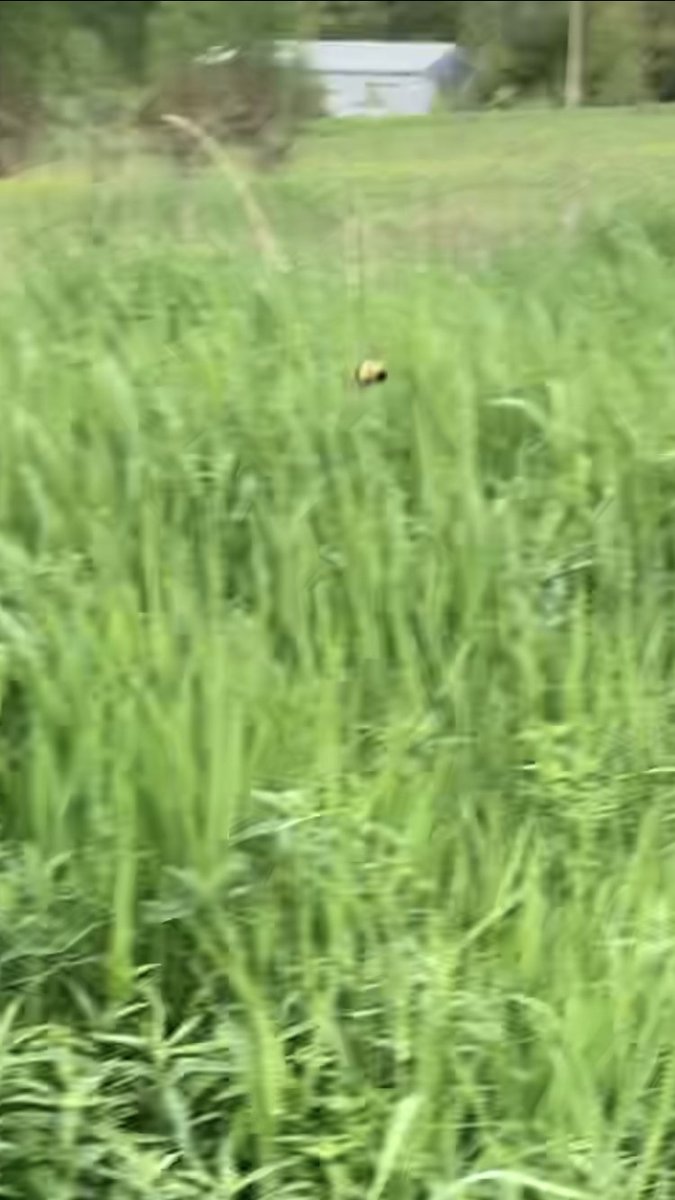 John M. Mola (@_johnmola) on Twitter photo Not a big deal but for #WorldBeeDay2021 <a href="/jademkoch/">Jade Kochanski</a> and I saw a (multiple?) rusty patched bumble bee queen!!
Sasquatch style photos provided Not a big deal but for #WorldBeeDay2021 <a href="/jademkoch/">Jade Kochanski</a> and I saw a (multiple?) rusty patched bumble bee queen!!
Sasquatch style photos provided
