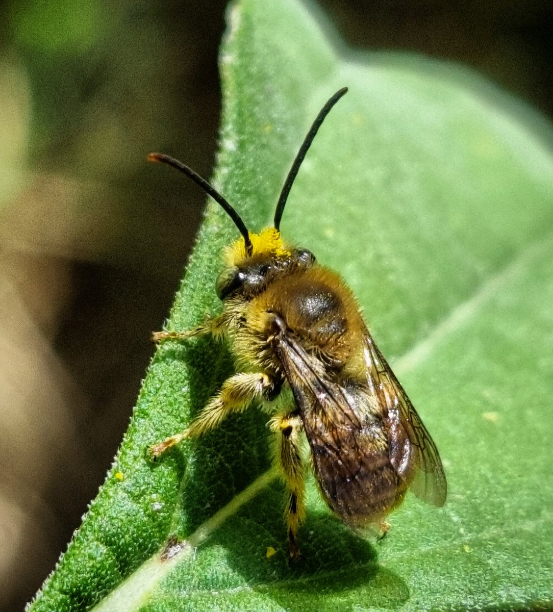 SoolQuipildor's tweet photo. #DiaMundialDeLasAbejas
#SalvemosLasAbejasNativas
#PlantaNativas https://t.co/YmEqHe8YwE