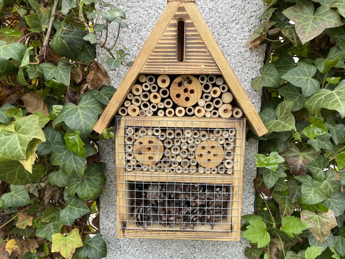 FrauCausM's tweet photo. Neueröffnung! 
Und die ersten Gäste sind schon da 🐝
#tagderbiene #tagderbienen https://t.co/vvep2XVihU