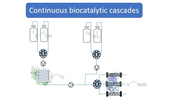 Development of Continuous Flow Systems to Access Secondary Amines Through Previously Incompatible Biocatalytic Cascades (Flitsch) <a href="/scosgrove123/">Sebastian Cosgrove</a> <a href="/keelechem/">Keele Chemistry & Medicinal Chemistry</a> <a href="/FlitschSabine/">Sabine Flitsch</a> <a href="/Turner_Biocat/">Turner Biocatalysis</a> <a href="/EnginZyme/">EnginZyme</a> #openaccess onlinelibrary.wiley.com/doi/10.1002/an…