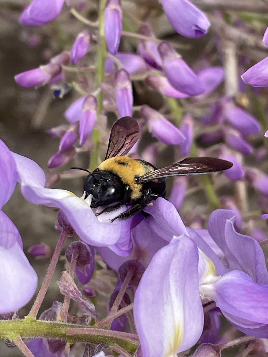 GeoCacheToronto's tweet image. May 20 was chosen to be #WorldBeeDay because in May, the northern hemisphere sees bees and nature develop profusely, while the southern hemisphere enters autumn, when hive products are harvested and the season of honey and honey-based products begins.