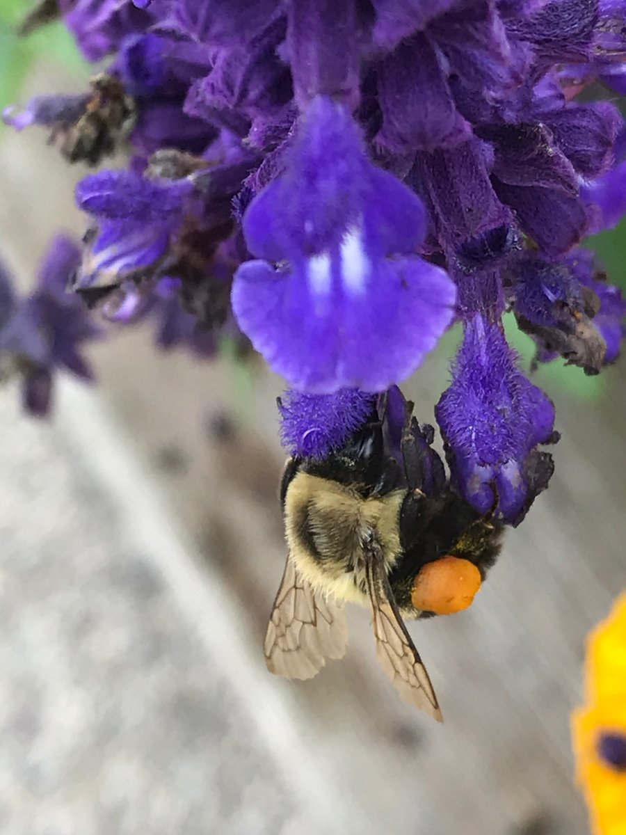 GeoCacheToronto's tweet image. May 20 was chosen to be #WorldBeeDay because in May, the northern hemisphere sees bees and nature develop profusely, while the southern hemisphere enters autumn, when hive products are harvested and the season of honey and honey-based products begins.