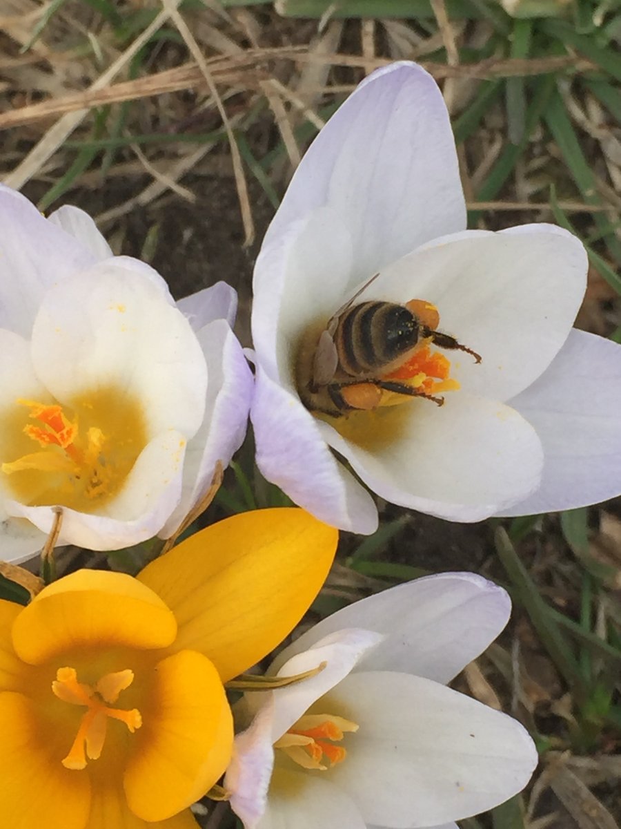 GeoCacheToronto's tweet image. May 20 was chosen to be #WorldBeeDay because in May, the northern hemisphere sees bees and nature develop profusely, while the southern hemisphere enters autumn, when hive products are harvested and the season of honey and honey-based products begins.