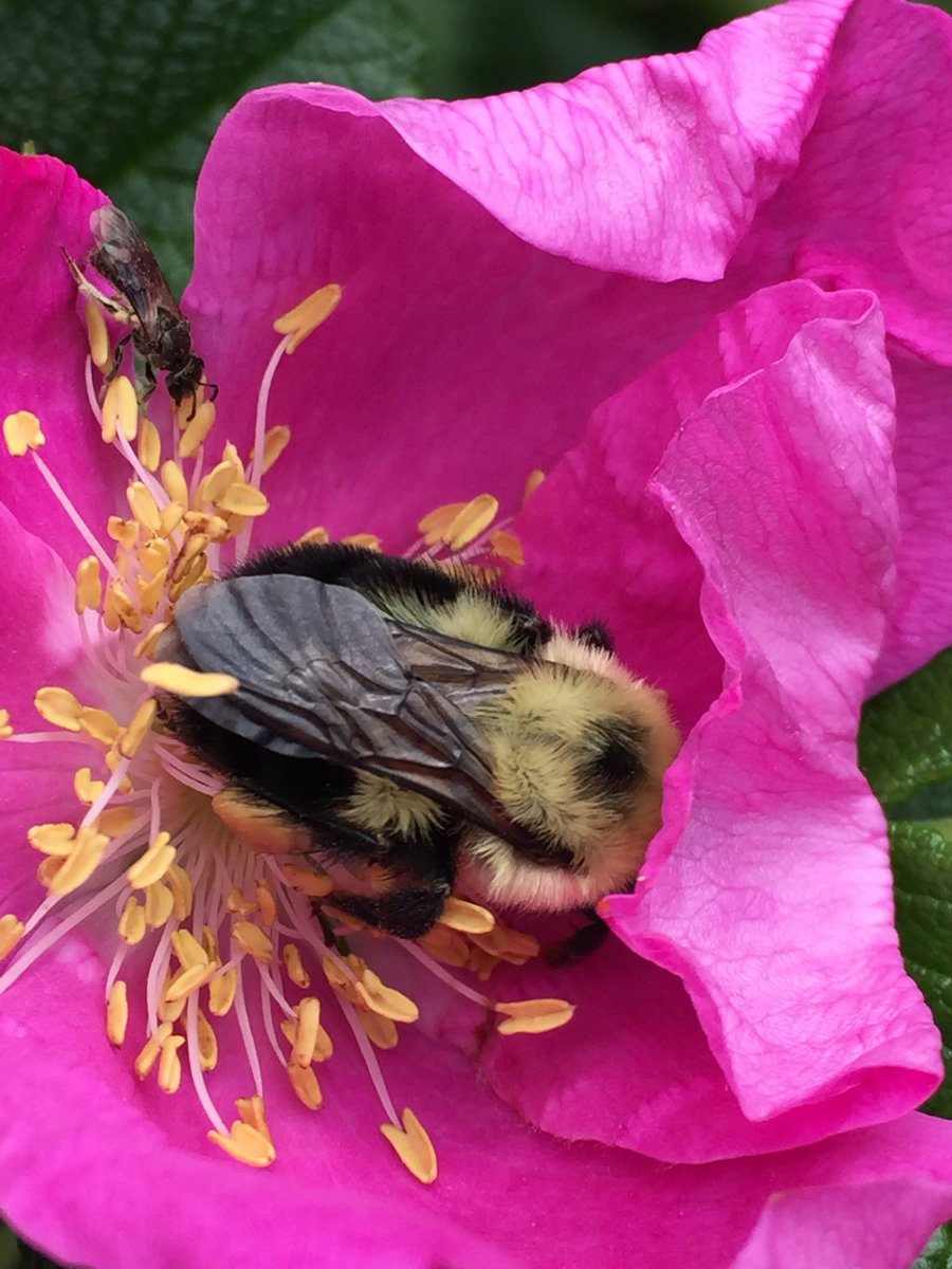 GeoCacheToronto's tweet image. May 20 was chosen to be #WorldBeeDay because in May, the northern hemisphere sees bees and nature develop profusely, while the southern hemisphere enters autumn, when hive products are harvested and the season of honey and honey-based products begins.