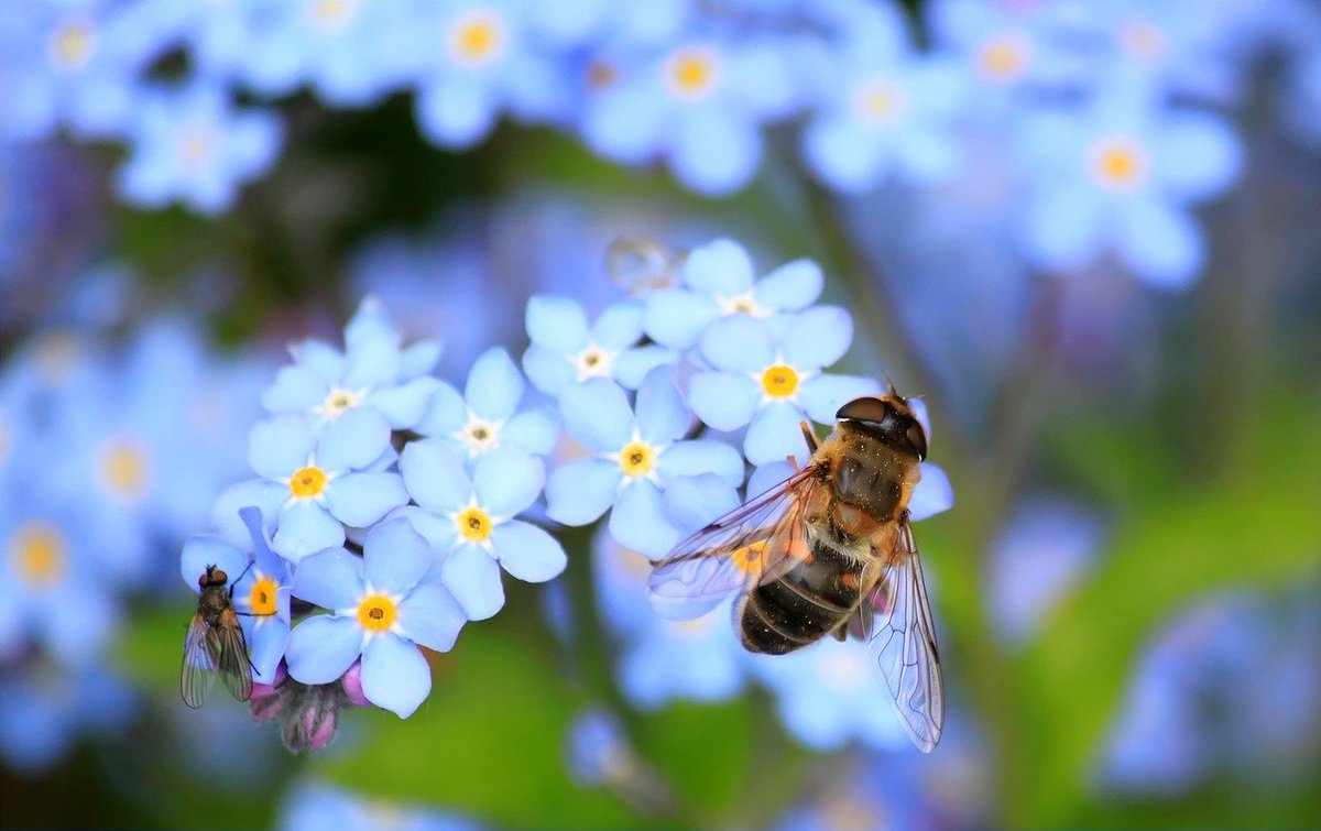 Happy #WorldBeeDay! The Bartlett is proud to support bees and other critical pollinators, which are vital to our ecosystem.