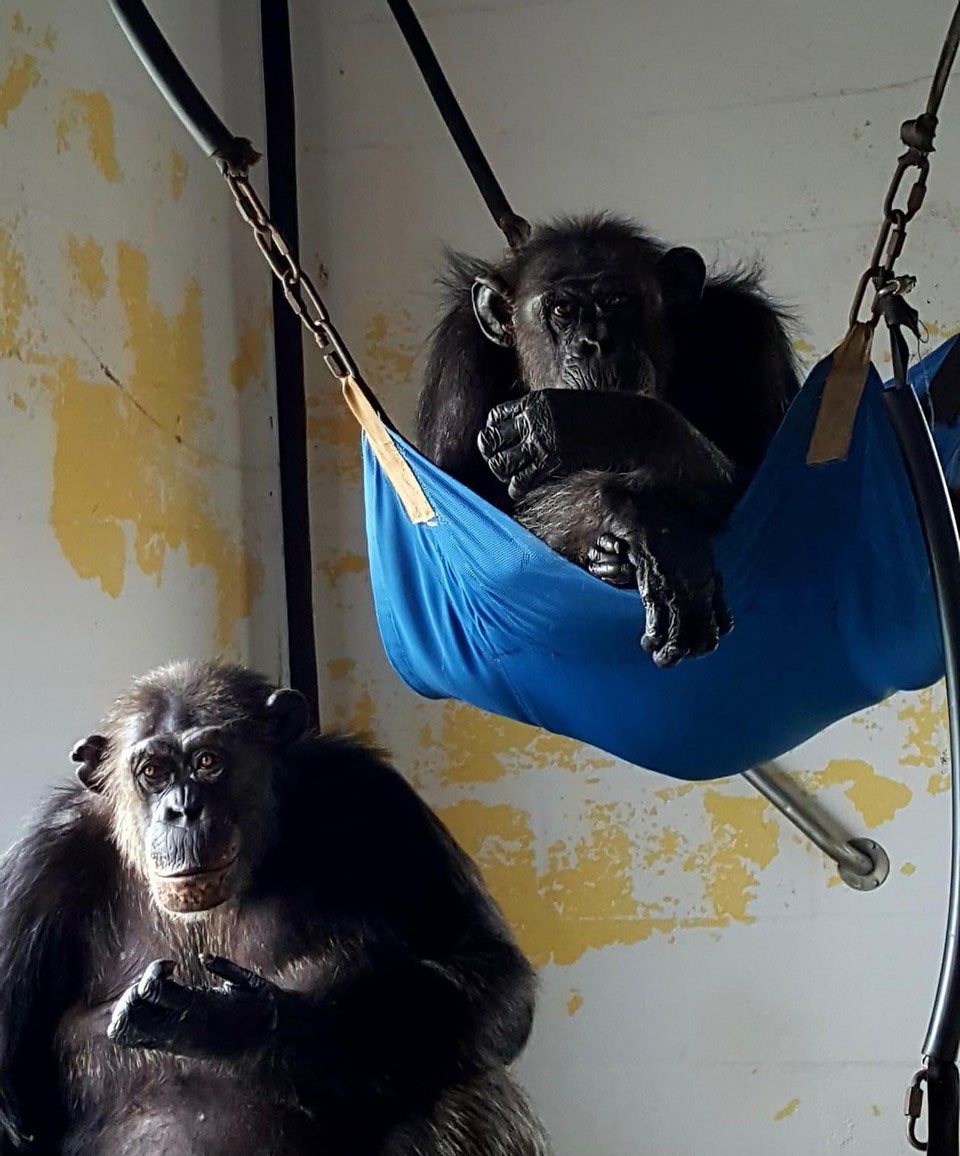 SaveTheChimps's tweet photo. Did you know that we have a family of four living at the sanctuary?? Mother #OlidaTheChimp and her three daughters #MarissaTheChimp, #MeganTheChimp, and #MayaTheChimp! One big, happy family!! https://t.co/es7m912klo