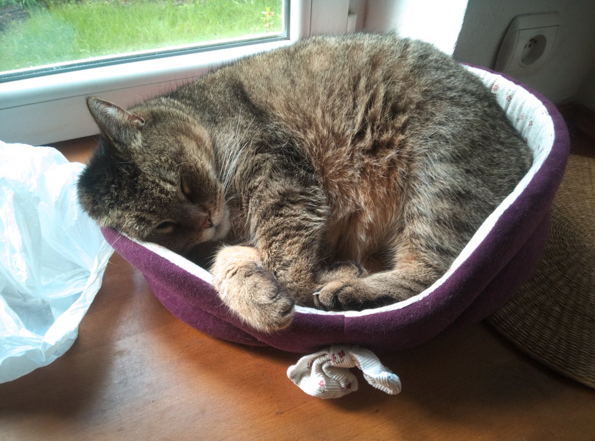 dos1's tweet image. #Librem5 can now take full-res (13MP) photos of sleeping cats via GUI \o/ #shotonlibrem5
