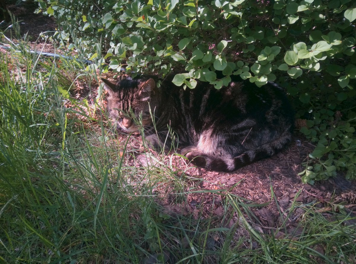 dos1's tweet image. #Librem5 can now take full-res (13MP) photos of sleeping cats via GUI \o/ #shotonlibrem5