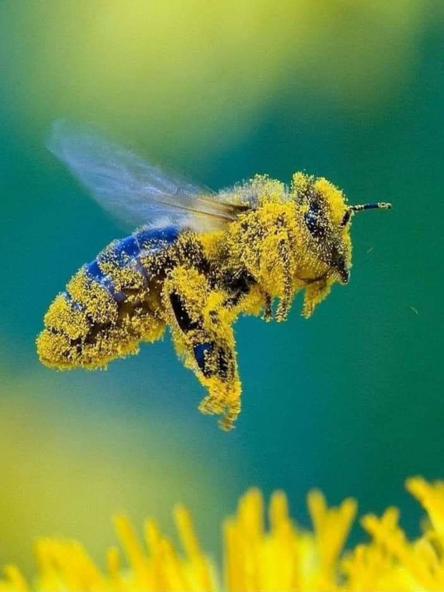Though they may be small, bees are nature's tiny miracle workers. Not only do they underpin food security, livelihoods &amp; ecosystems, they're part of the complex &amp; delicate balance that is nature &amp; our survival. #WorldBeeDay 🐝🐝🐝

But there's much you may not know about them. /1