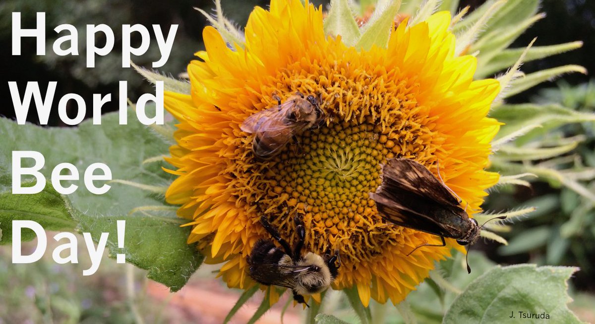 Epp It S Worldbeeday May th Has Been Declared World Bee Day By The Un General Assembly To Celebrate The Contributions Of Bees And Other Pollinators To Food And Agriculture Read