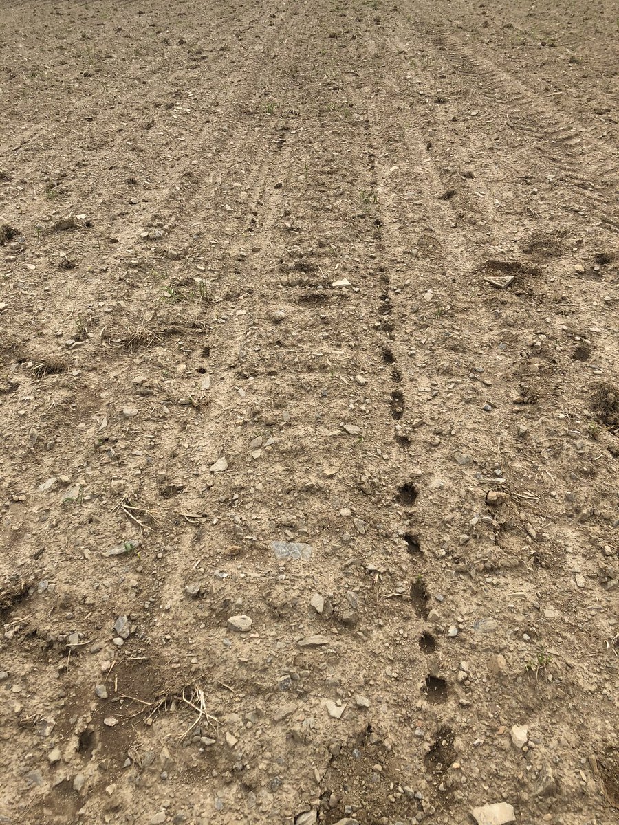 Matthias MENARD 🐄☘️🌿🌱🌾🥛🚜 tweet media