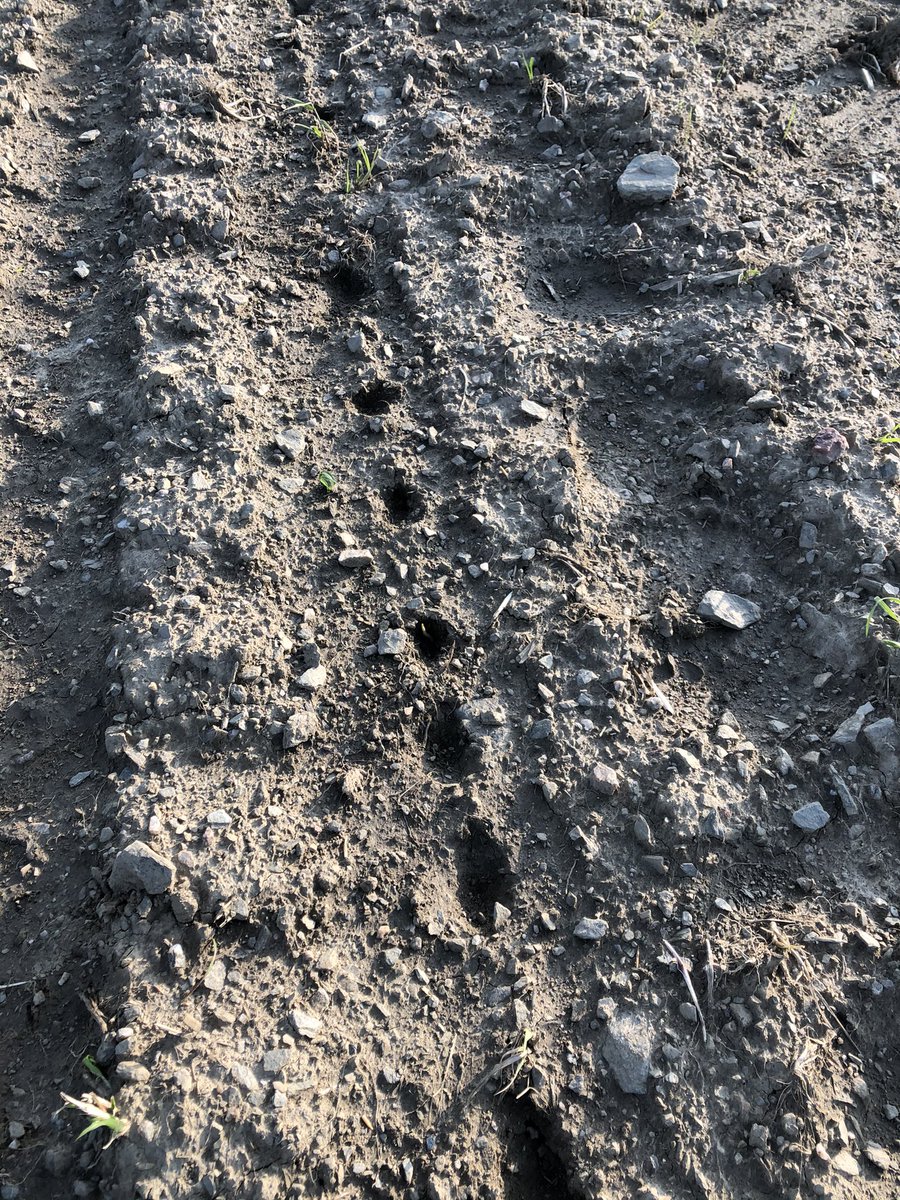 Matthias MENARD 🐄☘️🌿🌱🌾🥛🚜 tweet media