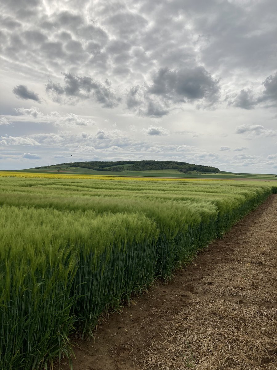 Olivier COSTE tweet media