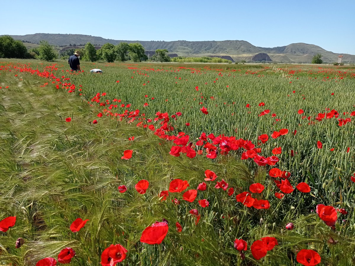 Ready to send soil samples to #Fields4Ever #H2020 from 27-year field experiment at #INIA_LaCanaleja in central Spain. Thanks @MI_Santin1 and Carlos for organising and Pepe and David for hard work. @BiomeMakers @INIA_es