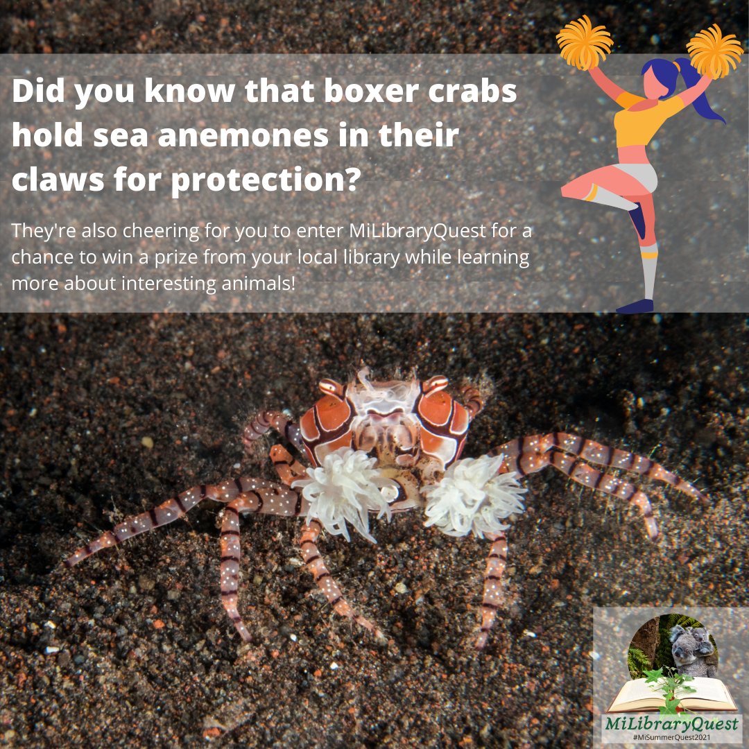 LibraryofMich's tweet photo. MILibraryQuest: Summer 2021 begins today! Teens are invited to explore library websites to find interesting & unique animal descriptions, use the Field Guide & enter to win a prize!
Get started at https://t.co/zlbLtkfJ8M.
#MiSummerQuest2021 #MiLibraryQuest https://t.co/8hoKl8spT1