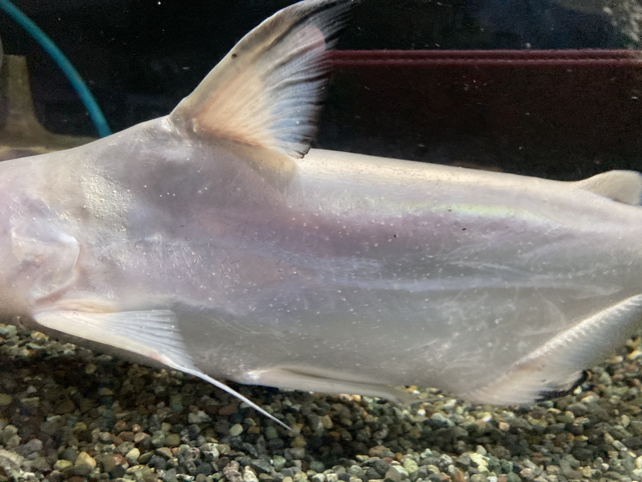 ユニアク にょろにょろ部 プラチナパールムの白点病治療 使用する薬品は ヒコサンz 主成分は色素剤の マラカイトグリーンです 初期の白点病には高い効力を発揮します T Co Iscxxxh7nx Twitter