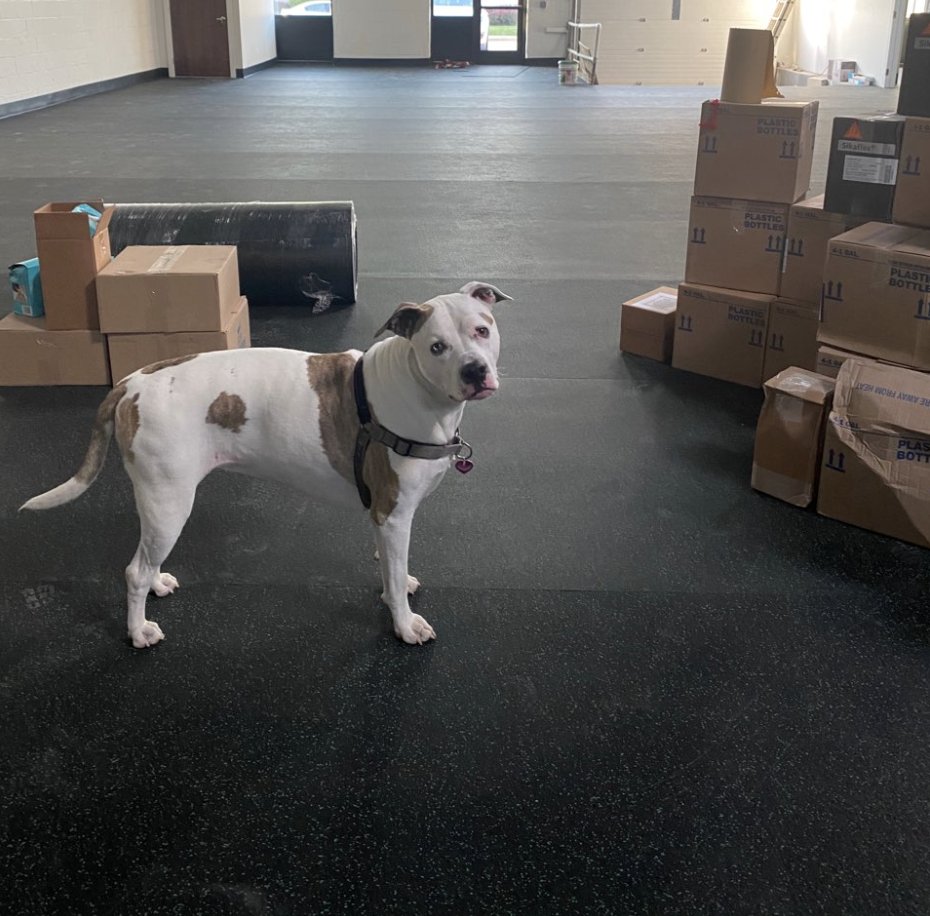 SuperPupsConshy's tweet photo. Elsa is so excited for you to see that our floors are in!
More updates coming soon!
#SuperPups https://t.co/fXMeheNG2R