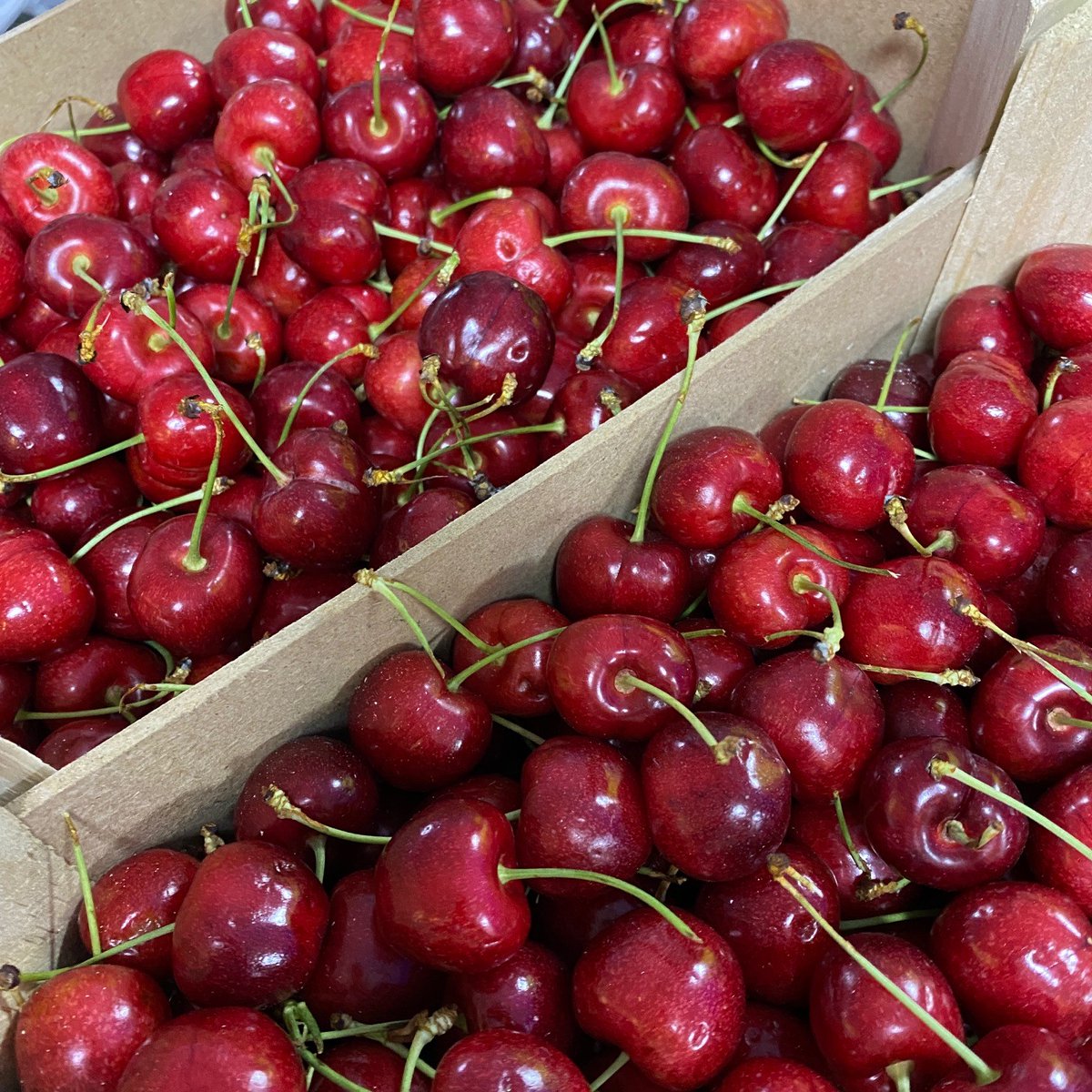 The first of the cherries have arrived!