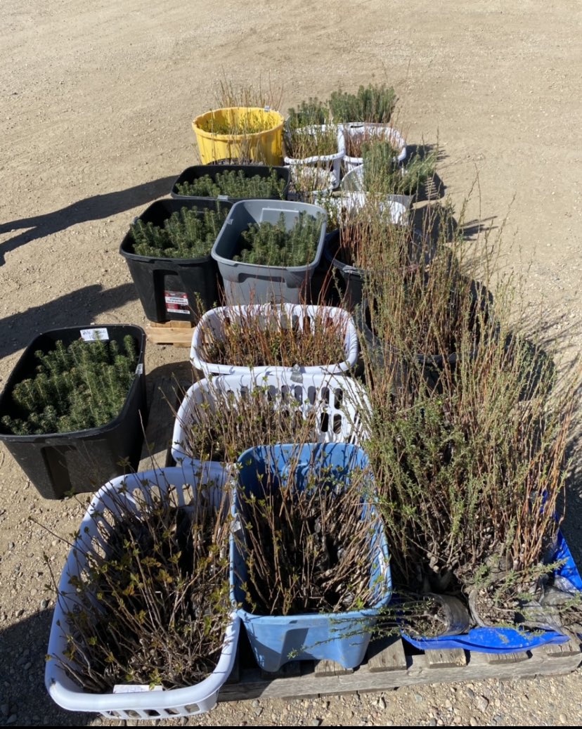 SouthSaskRiver's tweet photo. Yesterday, we received our 3,000 trees under the @sk_program ! We will be handing out free trees at the Saskatoon Farmers’ Market this weekend !!! #SKTreeforLife https://t.co/h1DRCTYUmE