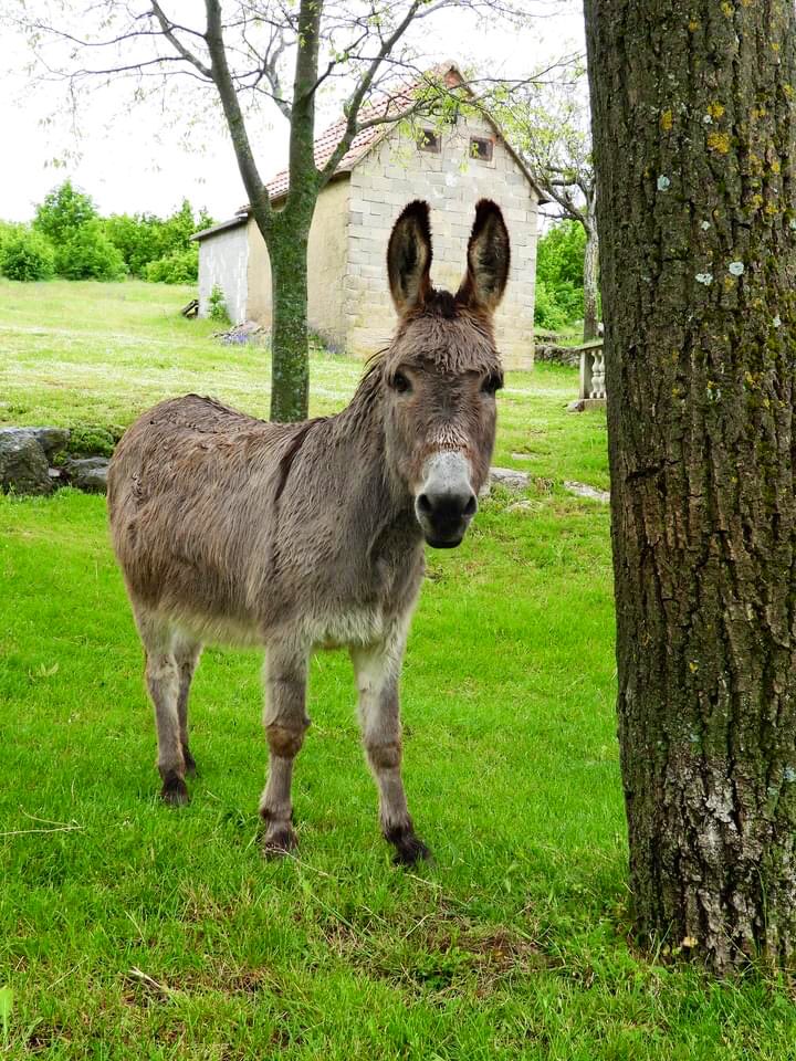 BeurePetit's tweet photo. Jedna od najdražih životinja #magarac #kenjac #tovar #magare #pule #donkey #animallovers #animalphotos https://t.co/MqfMcUditK