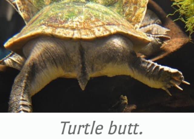 Seasatz60's tweet photo. Happy Terrapin Thursday ! I hope you are all well as we decide if this is the end or beginning. #gratefuldead #TerrapinStation #Terrapin #JerryGarcia #turtlebutt
@deadheads https://t.co/bocBdOKo19