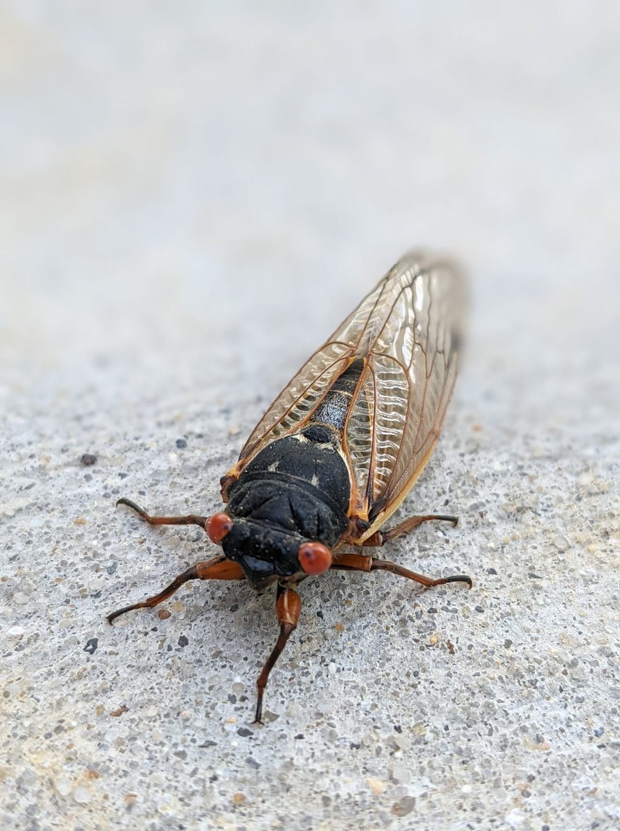KaraWhiteMSW's tweet photo. Cicada friend. #Mtwashington #NWbaltimore @capitalweather https://t.co/yOM5IdDE1G