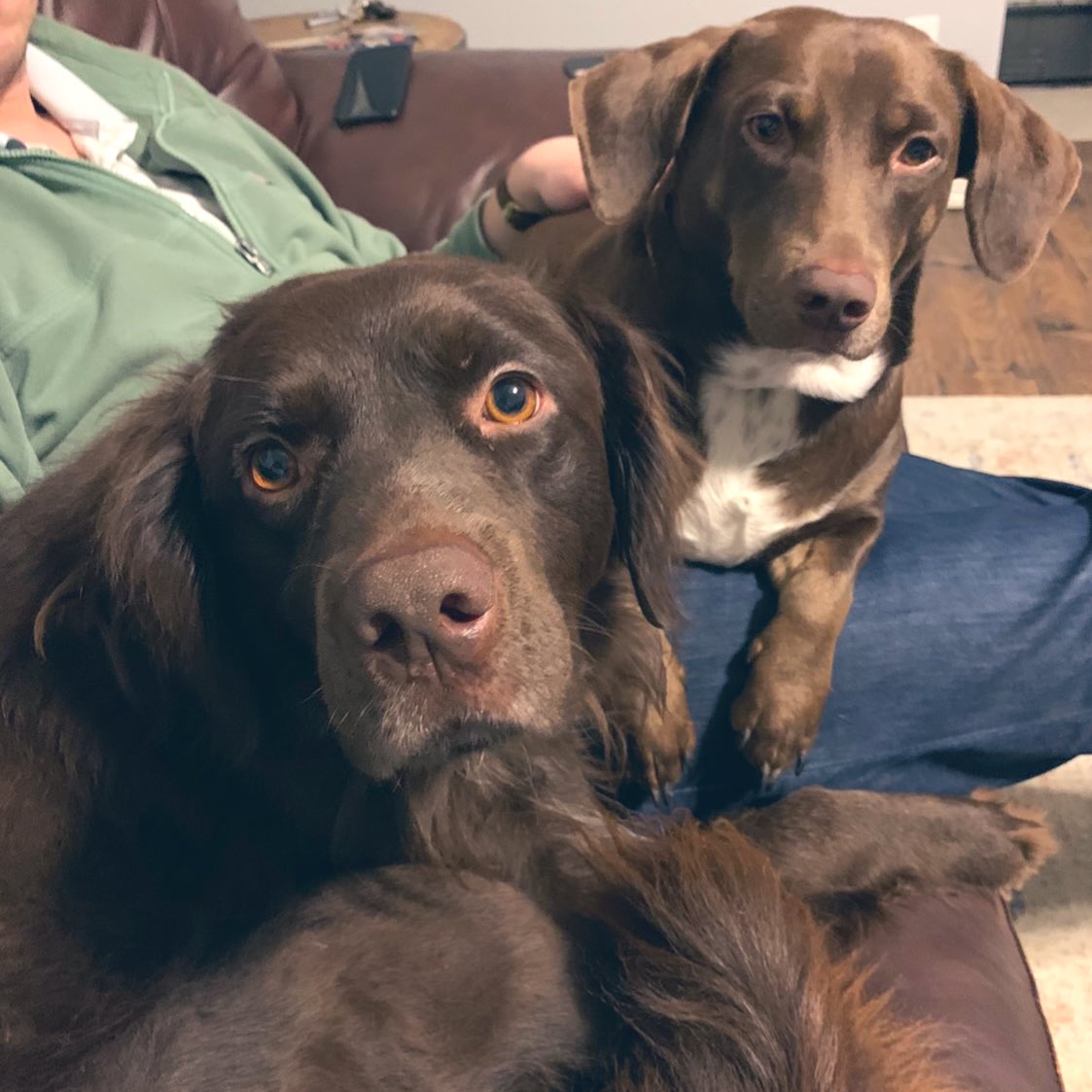 caro_crosthwait's tweet photo. #NationalRescueDogDay 🤍🤍🤍 https://t.co/EeIwHdvURe