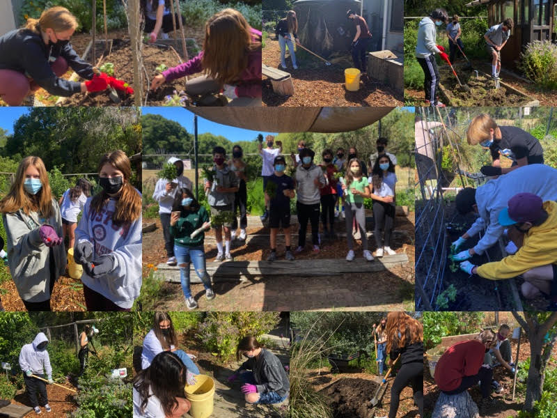 It is GREAT to be out in our school garden again. We weeded, sowed seeds, harvested strawberries and mint!🍓🌱🐾