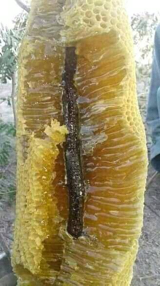 tukwa2's tweet photo. #saveRainforest
#savetheAmazonRainForest
#savemauforest
#climatechange
#ClimateAction
#planttrees
#savetheBees
#HappyWorldbeeday https://t.co/8XEcxC0bIe