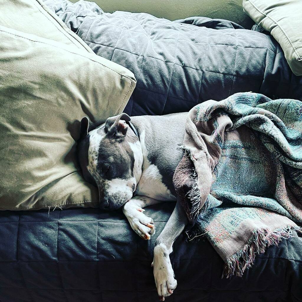 Backatcha's tweet image. Then there’s this guy—Saturdayin’ on a Thursday. #pittbullsrule #oldguystuff #seattle instagr.am/p/CPGibehtWrjk…