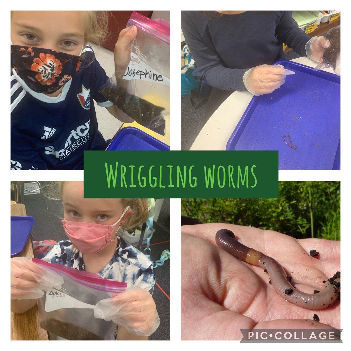 MrsVolland's tweet photo. We dug for worms ๐ชฑ ๐ฑand made our own composting bags. We feed them our leftovers from lunch and got to study our little wrigglers. @Lead_Mine @WCPSSElemScie #WormsAreGross #WormsAreFascinating #fun #GettingDirty https://t.co/31GQ6aYUEv