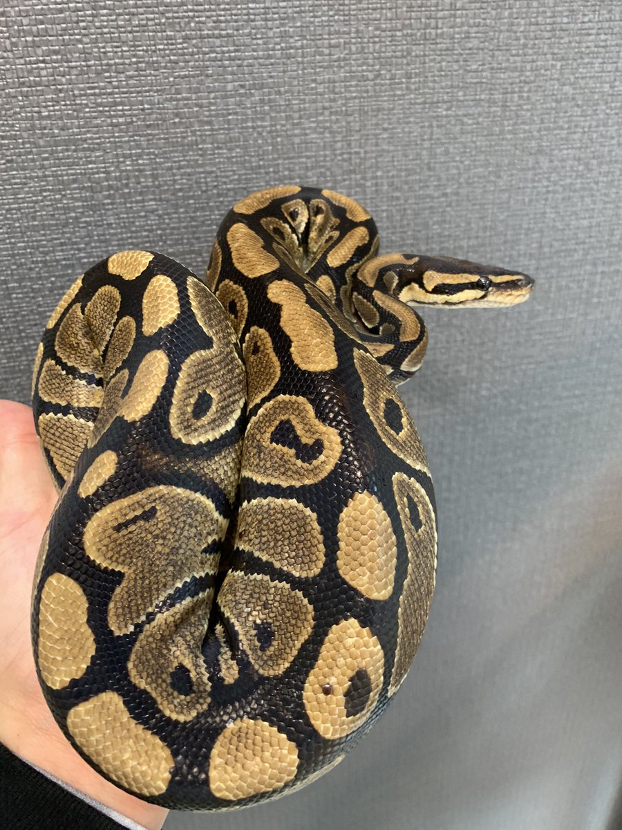 ボールパイソン販売