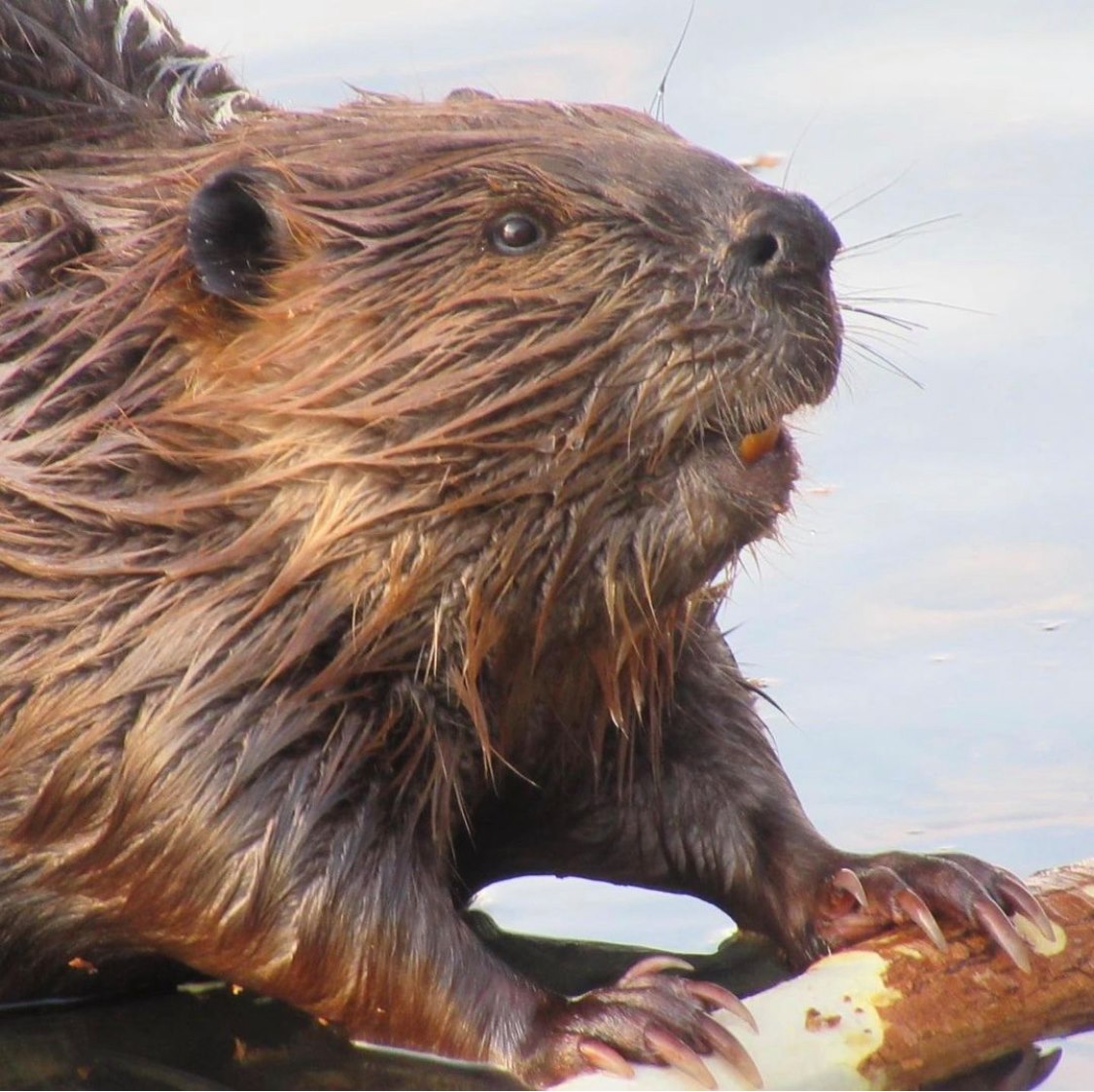 Meewasin tweet media