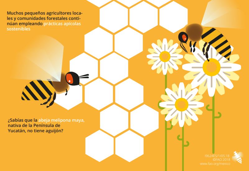 FAOMexico's tweet photo. 🐝🐝Las #abejas desempeñan un papel fundamental en la producción sostenible de #alimentos 🐝🐝

8️⃣4️⃣% de los cultivos para el consumo humano necesitan a los #polinizadores para aumentar su rendimiento y calidad

#DíaMundialdelasAbejas
📲🐝https://t.co/w8OyGCdRu6 https://t.co/NNbg60yoQm